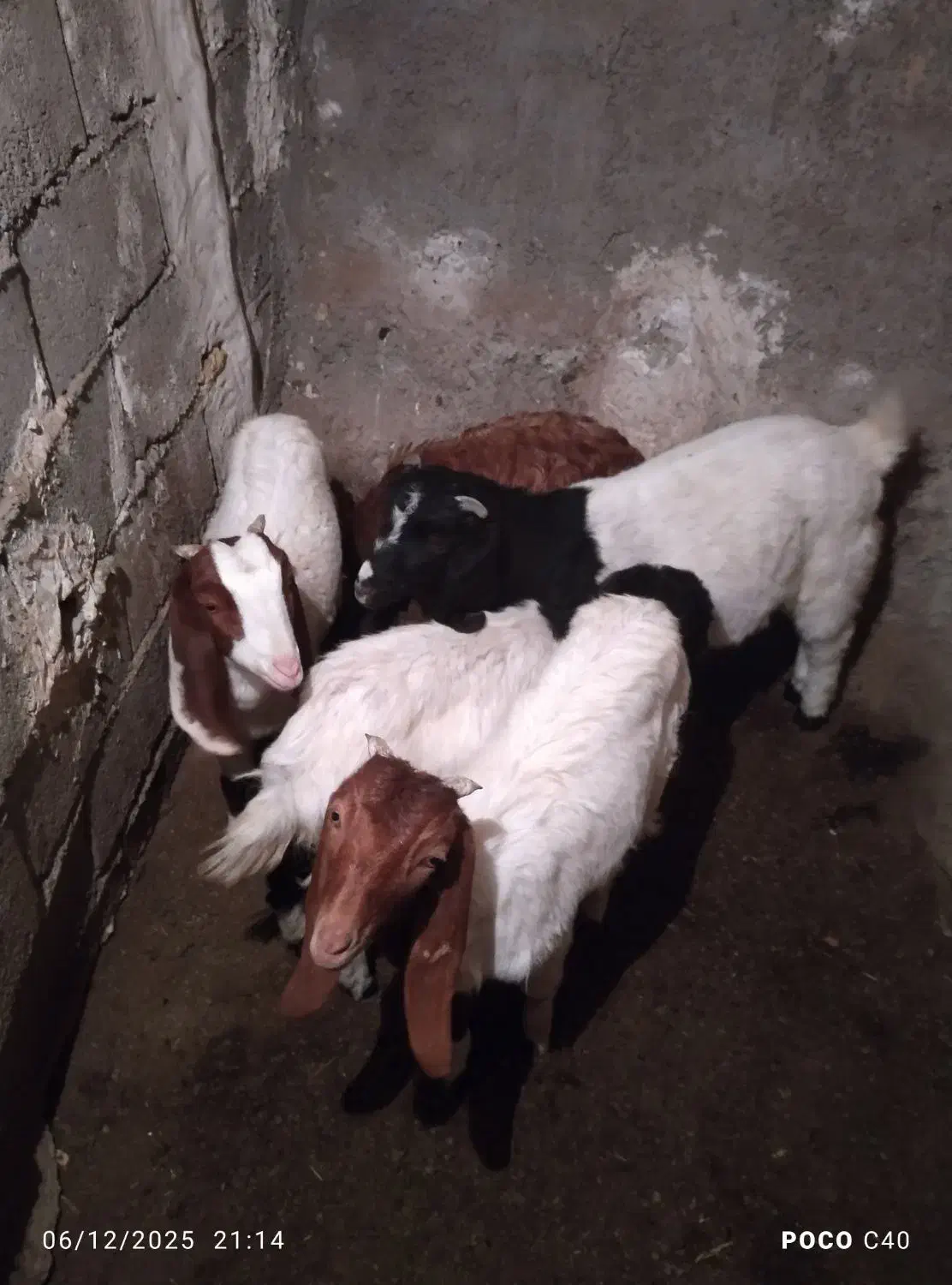 بز اوست با پنج بزغاله|حیوانات مزرعه|مشهد, نیزه|دیوار