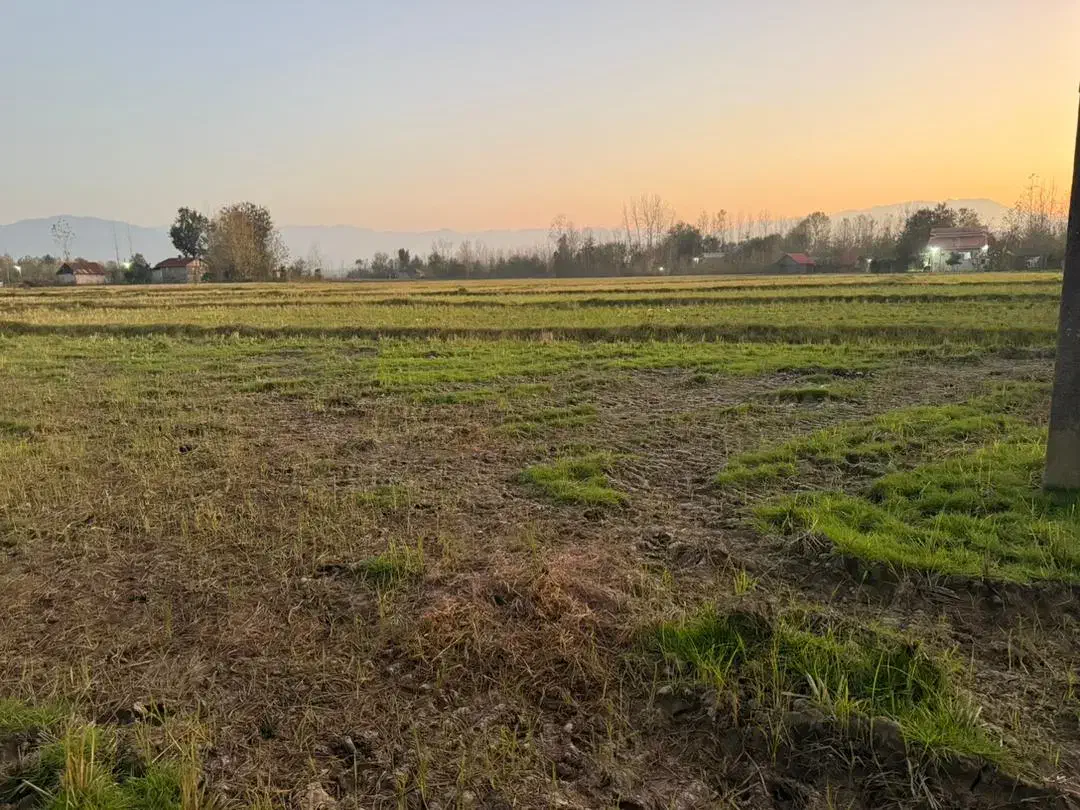 شالیزار یک هکتاری سیاهکل چسبیده به مسکونی|فروش زمین و ملک کلنگی|لاهیجان, آهندان|دیوار