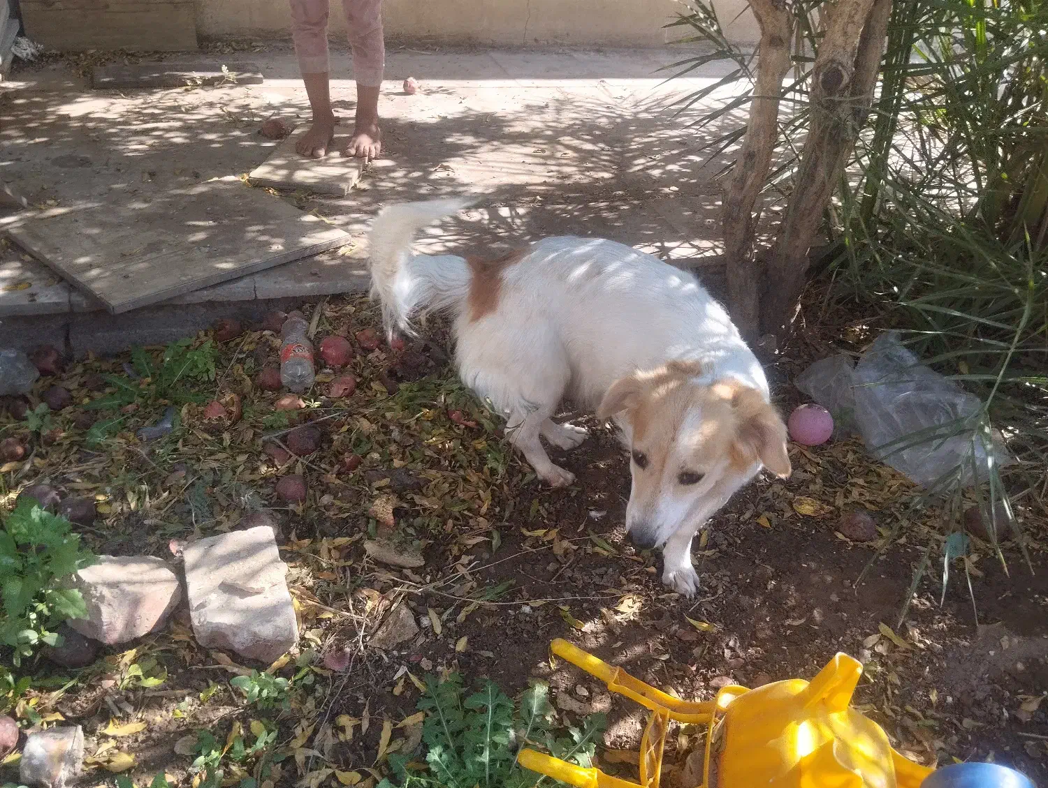 فروشی یک ملیون پانصد|سگ|رفسنجان, |دیوار