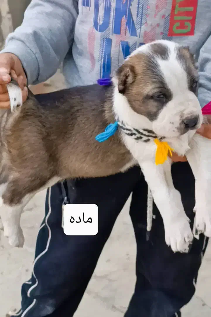 سگ توله الابای روس|سگ|تهران, جوادیه|دیوار