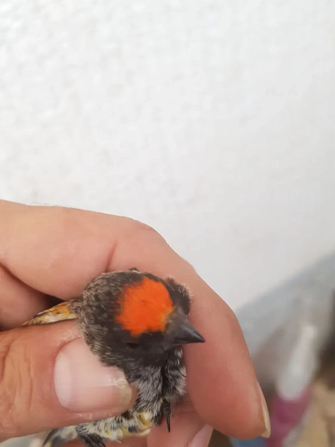 نر گلدار درجه یک|پرنده|مهاجران, |دیوار