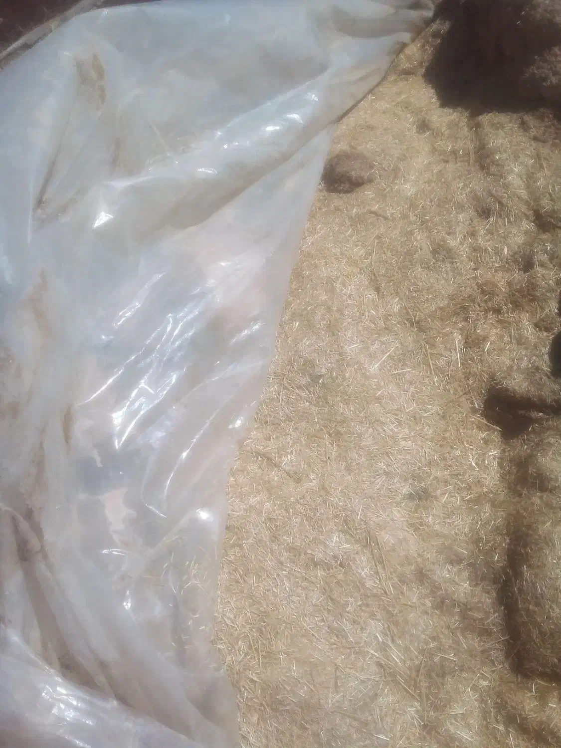 کاه گندم برای کاه گل|لوازم جانبی حیوانات|شیراز, حسن آباد|دیوار