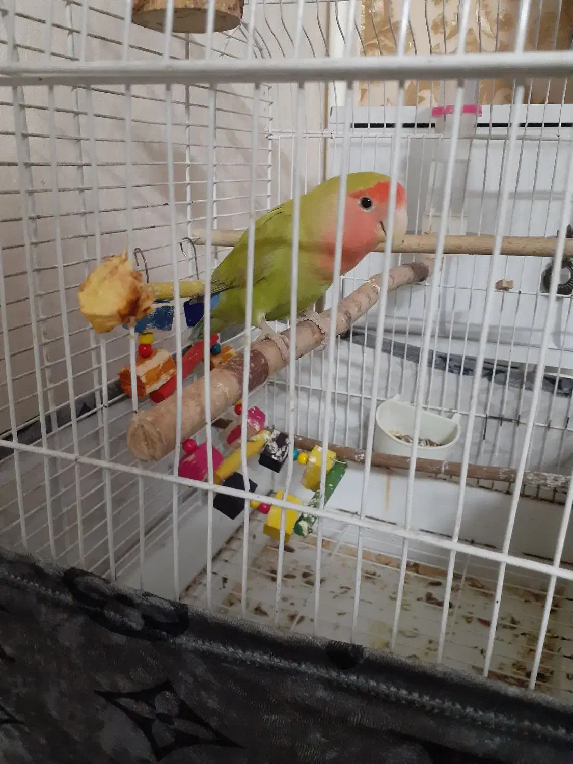 طوطی برزیلی ماده|پرنده|ری, دولت‌آباد|دیوار