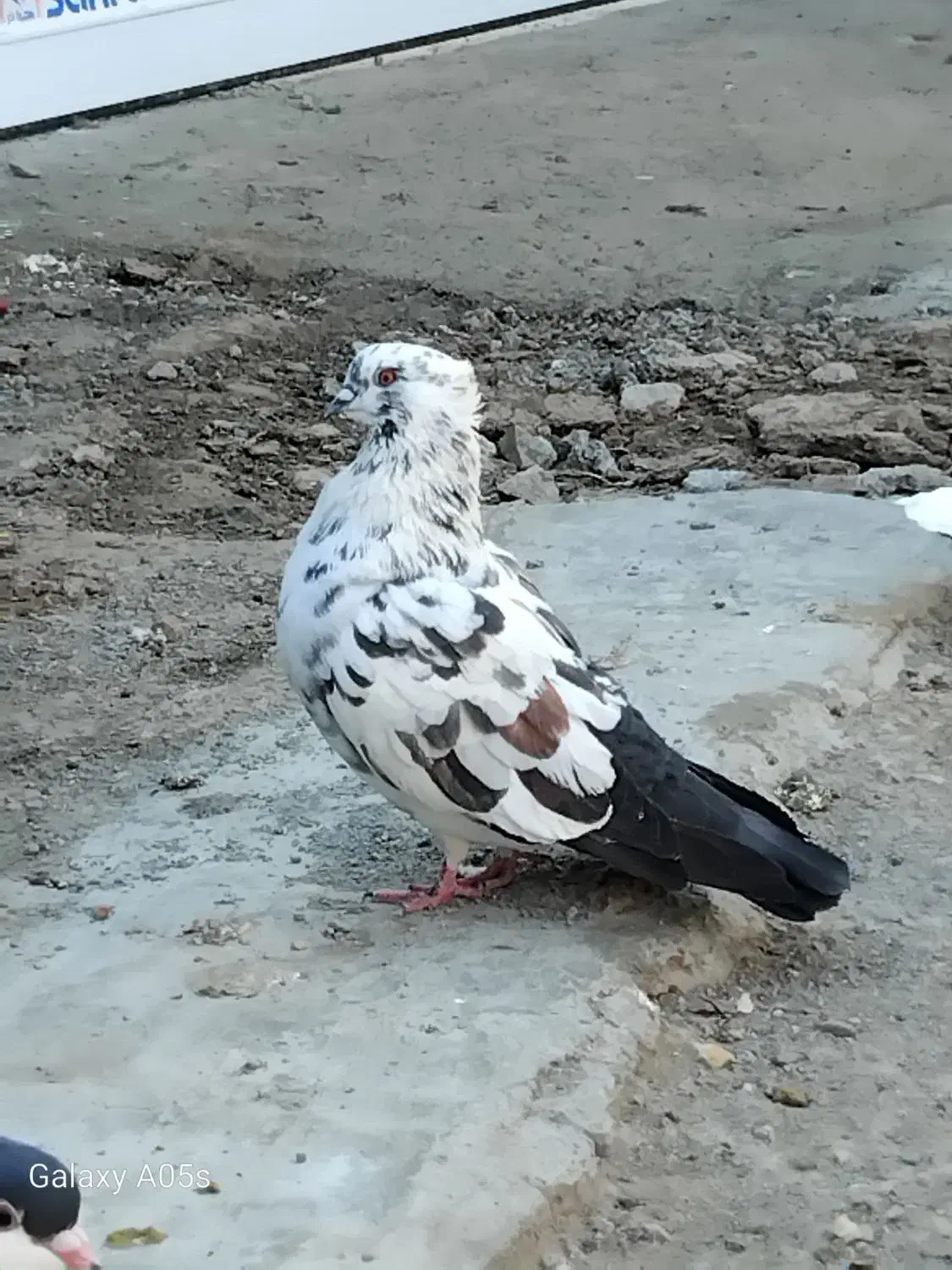 کبوتر|پرنده|آق قلا, |دیوار