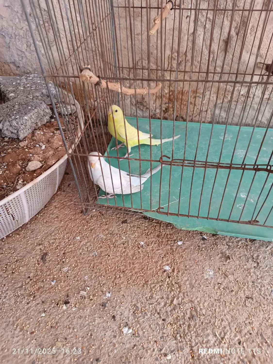 مرغ عشق|پرنده|زرین آباد, |دیوار