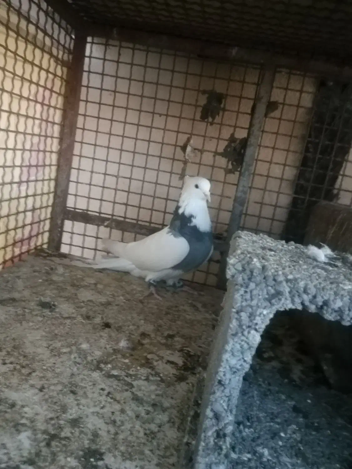 کبوتر|پرنده|یاسوج, |دیوار