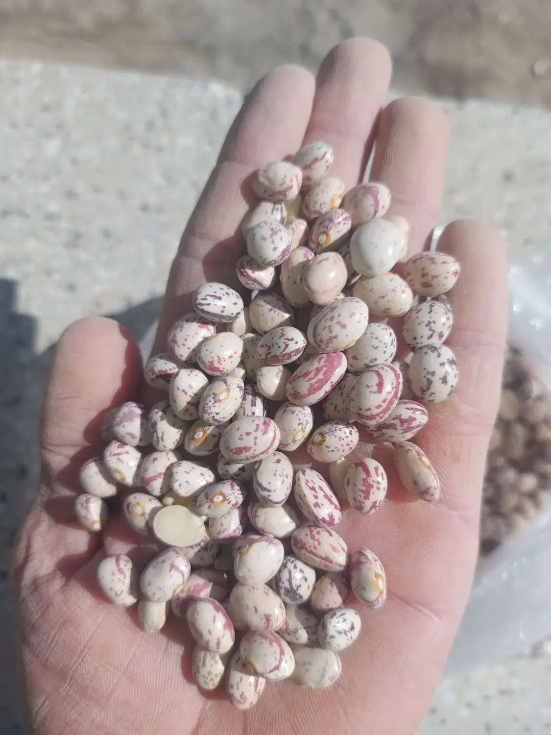 لوبیا چیتی لرستان به شرط پخت و تمیزی یک حبوبات|خوردنی و آشامیدنی|اسلام‌شهر, شهرک سعیدیه|دیوار