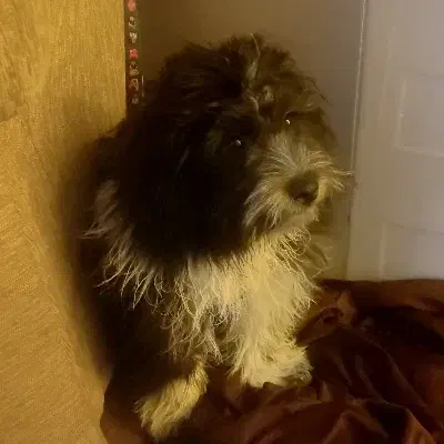 سگ شیتزو|سگ|صدرا-فارس, فاز ۲|دیوار