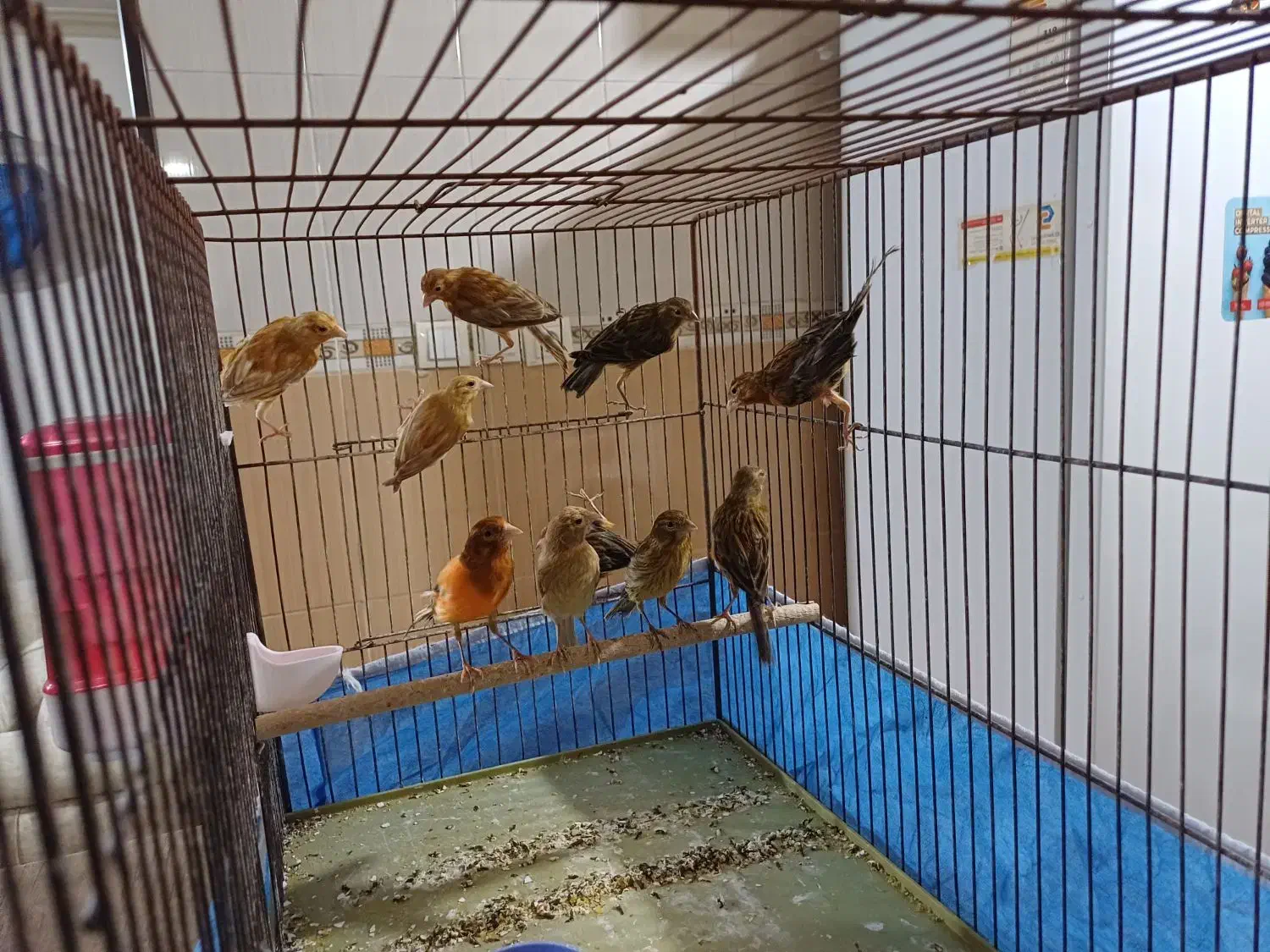 فروش  یا معاوضه قناری سرخ و شتری سرخ با رسمی بلند|پرنده|یزد, |دیوار