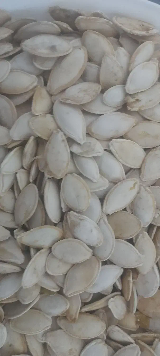 تخمه کدو|عمده‌فروشی|هشترود, |دیوار