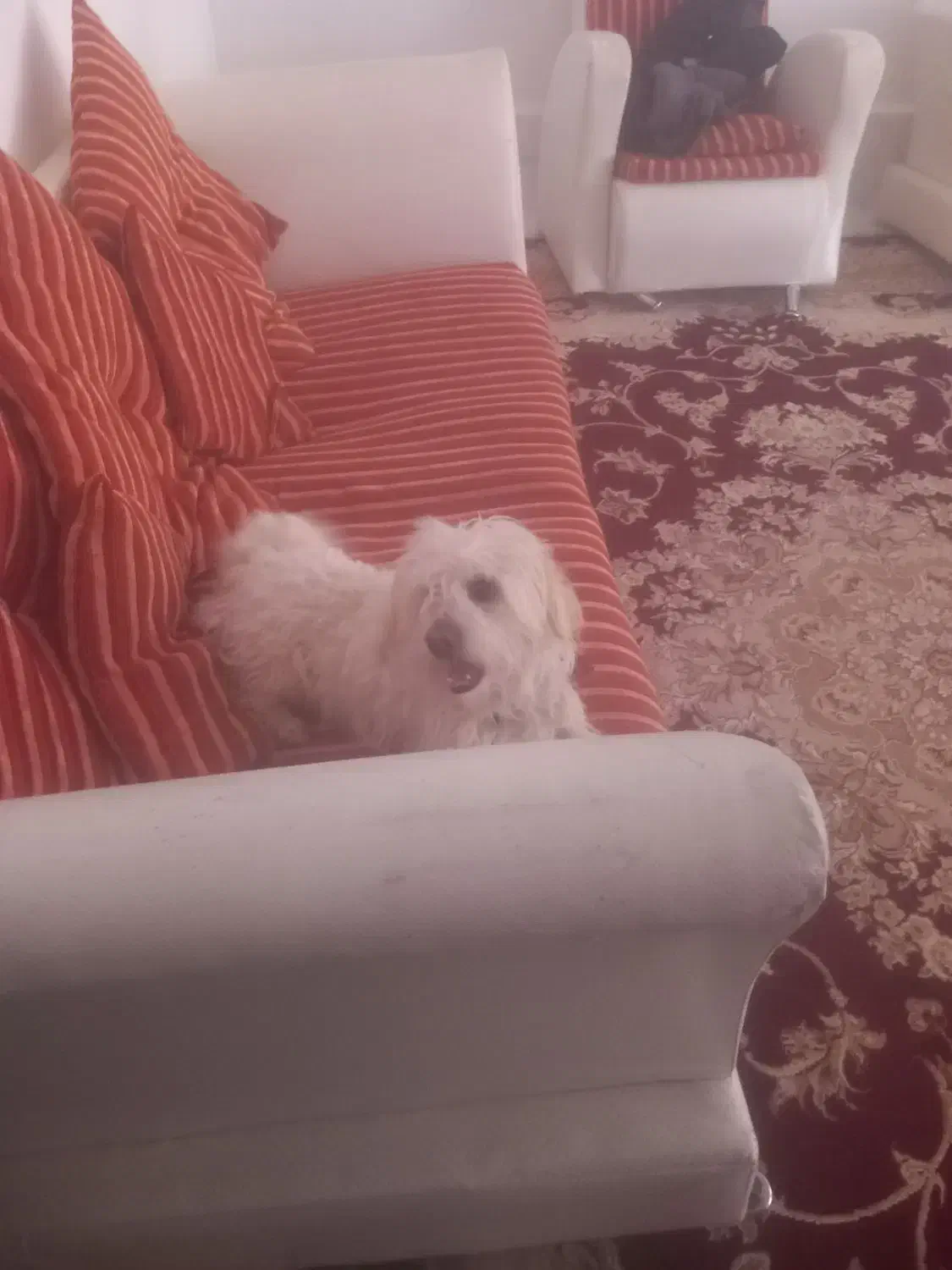 سگ پاپی|سگ|تربت‌حیدریه, ۴۵ متری|دیوار