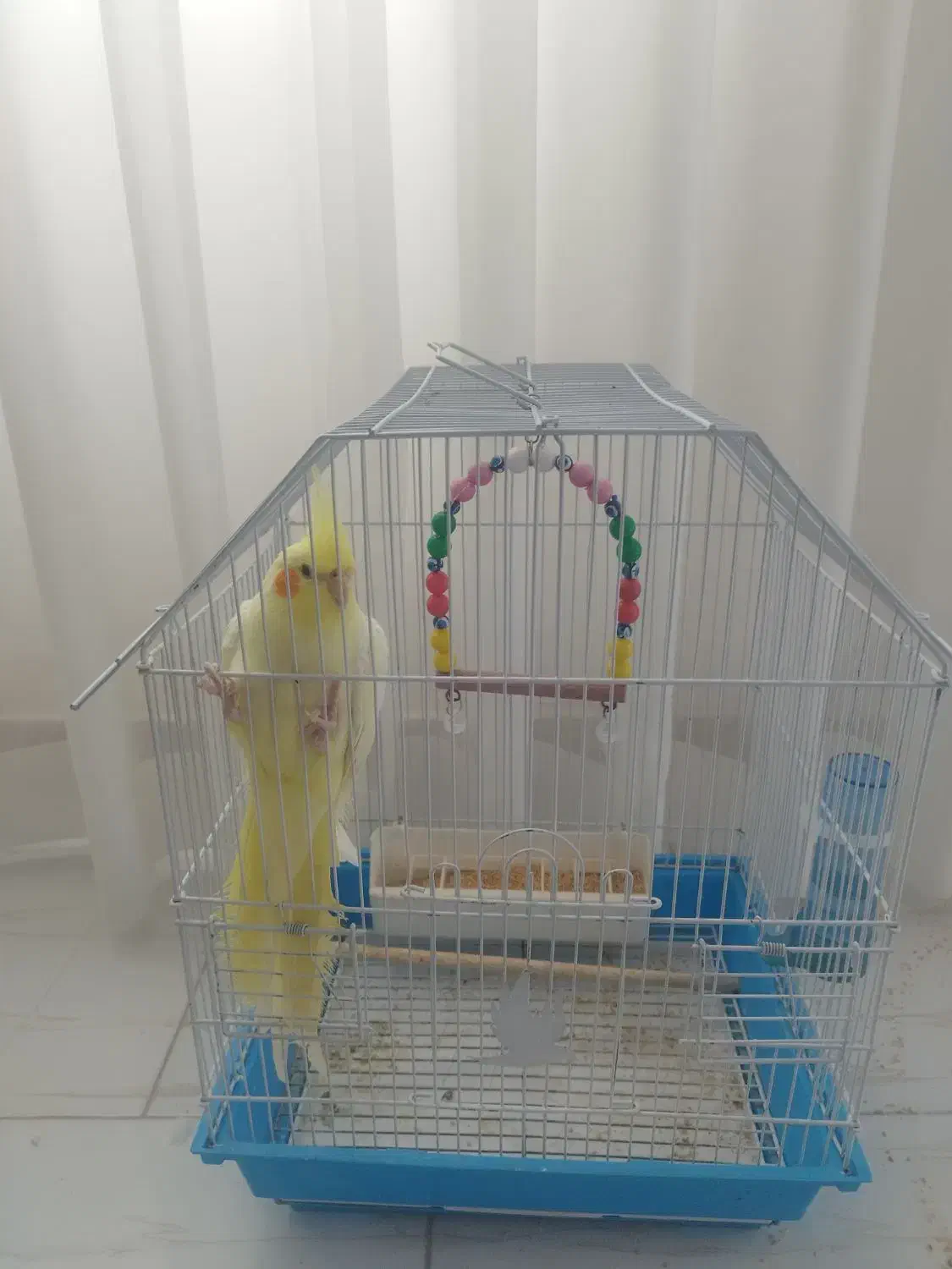 عروس هلندی سرحال|پرنده|تالش, هشتپر|دیوار