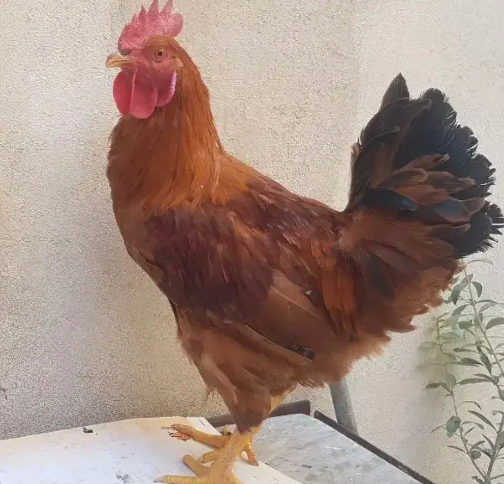 خروس|حیوانات مزرعه|فاروج, |دیوار