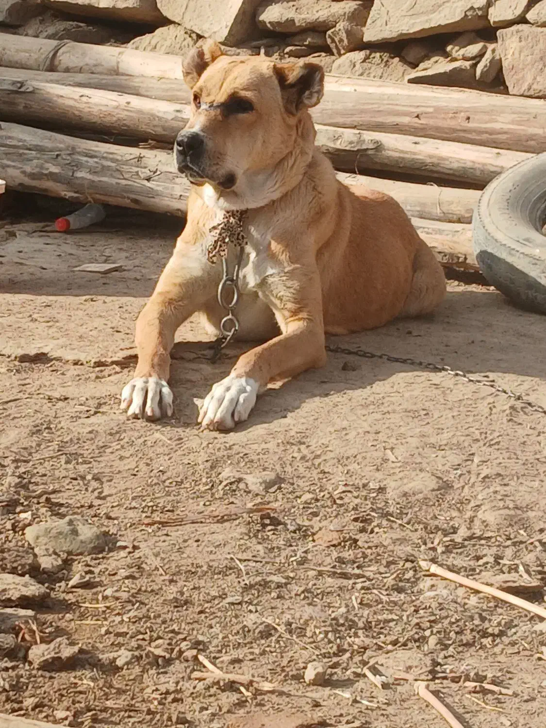 واگذاری|سگ|تربت جام, جلگه موسی آباد|دیوار
