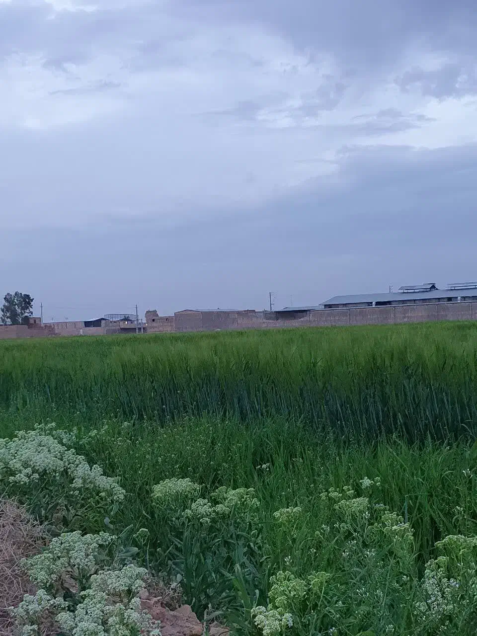 فروش قعله مبارک آباد|فروش دفتر صنعتی، کشاورزی، تجاری|قنوات, |دیوار