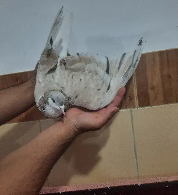 ۸تا دوتومن|پرنده|اسفراین, |دیوار