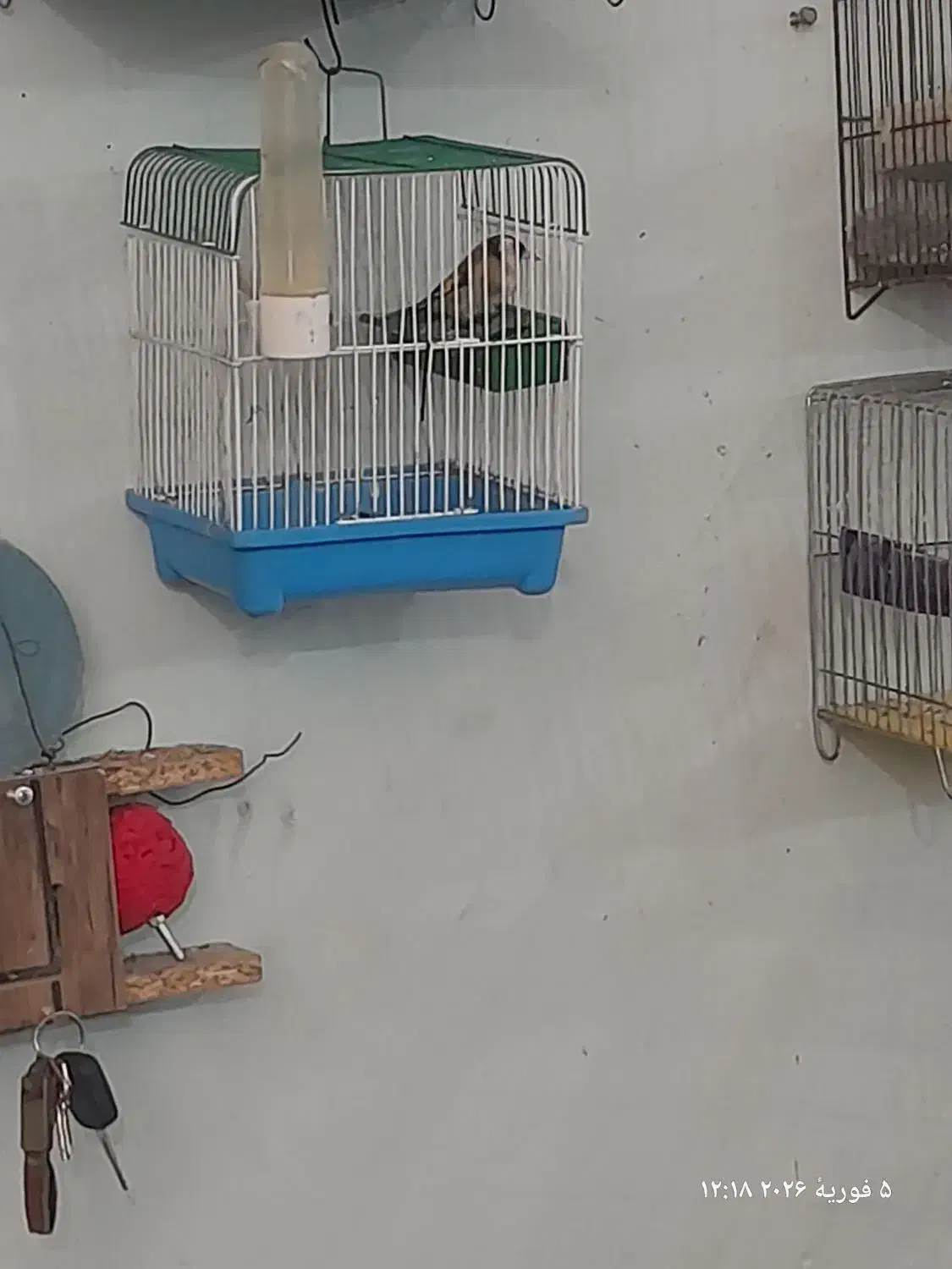 سهره|پرنده|الوند, |دیوار