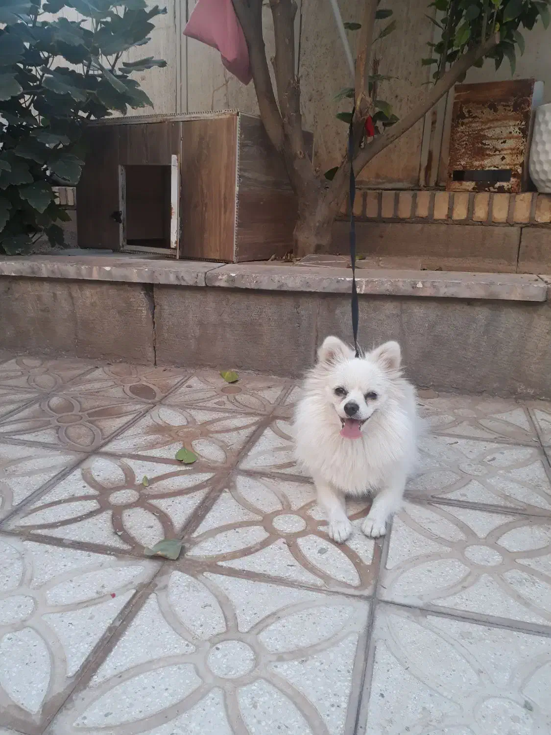 پامرین روباهی|سگ|کاشان, سه راه پرورشگاه|دیوار