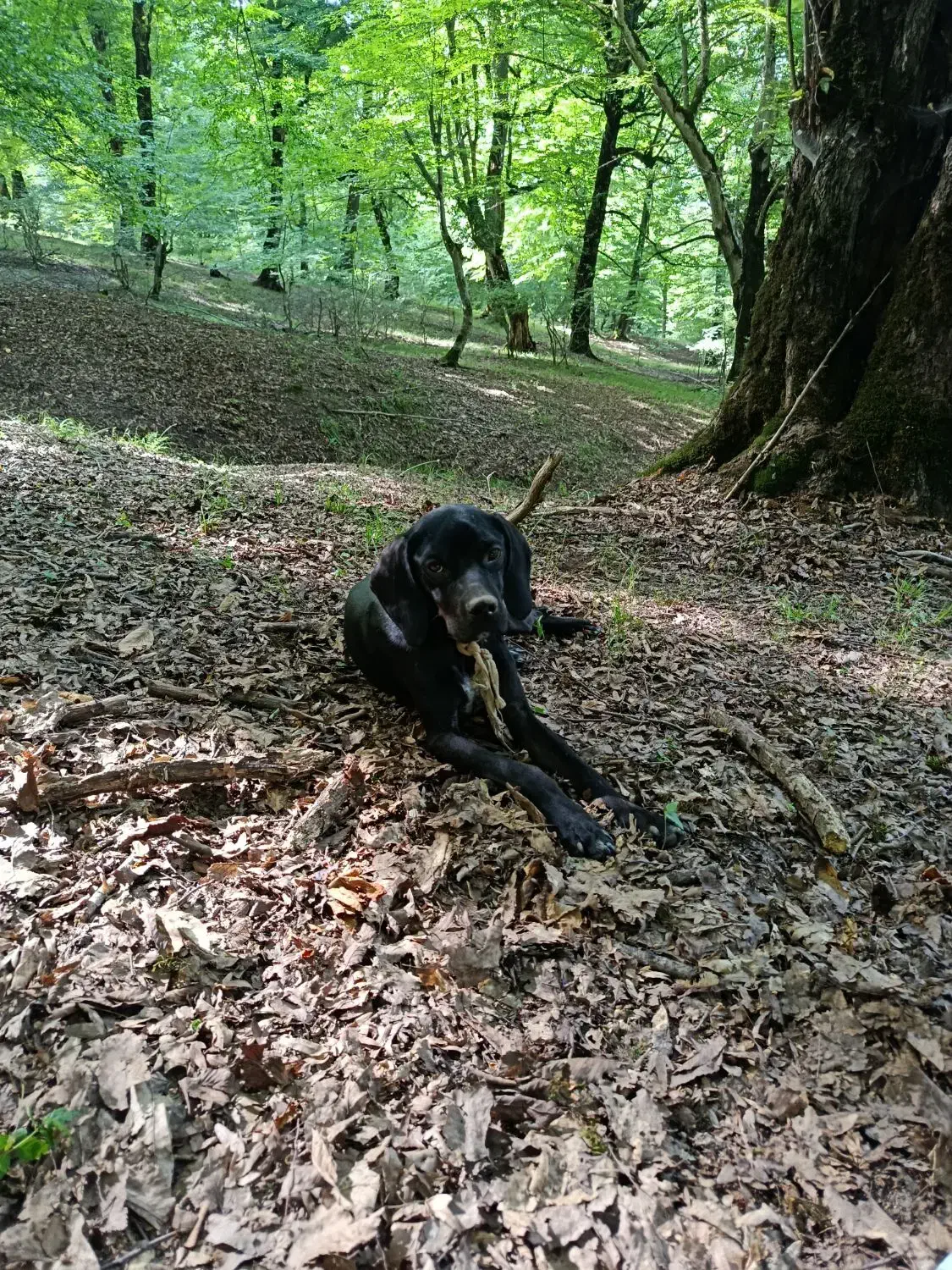 انگلیس المان|سگ|دوزین, |دیوار