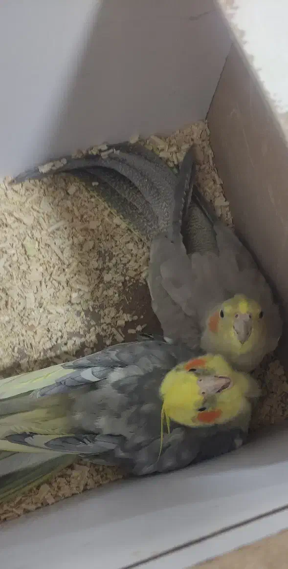 عروس هلندی نر وماده|پرنده|سقز, |دیوار