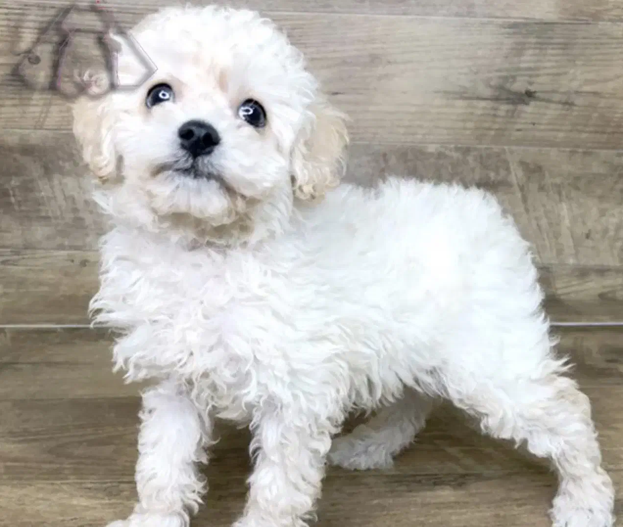 پودل عروسکی سفید|سگ|تهران, حکیمیه|دیوار