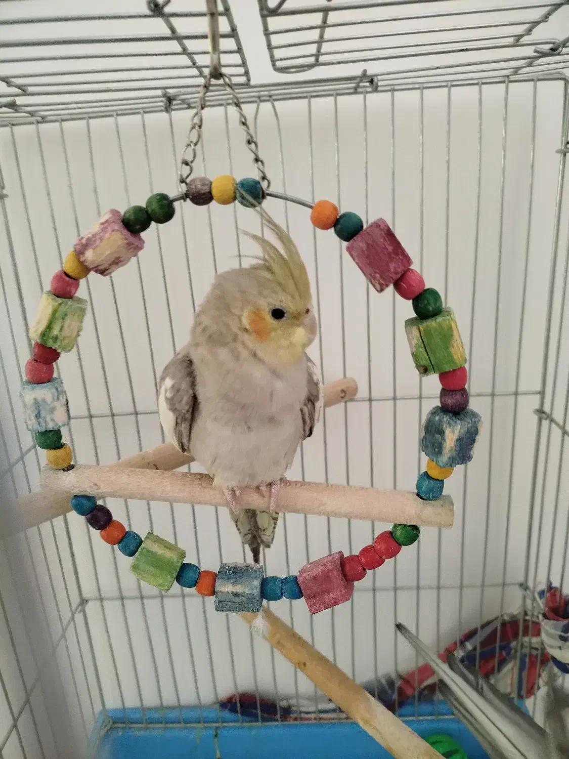 عروس هلندی|پرنده|زرقان, |دیوار