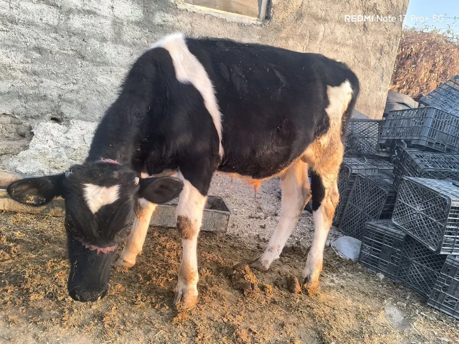 گوساله نر هلشتاین بهترین جنس گوشتی|حیوانات مزرعه|دهدشت, |دیوار