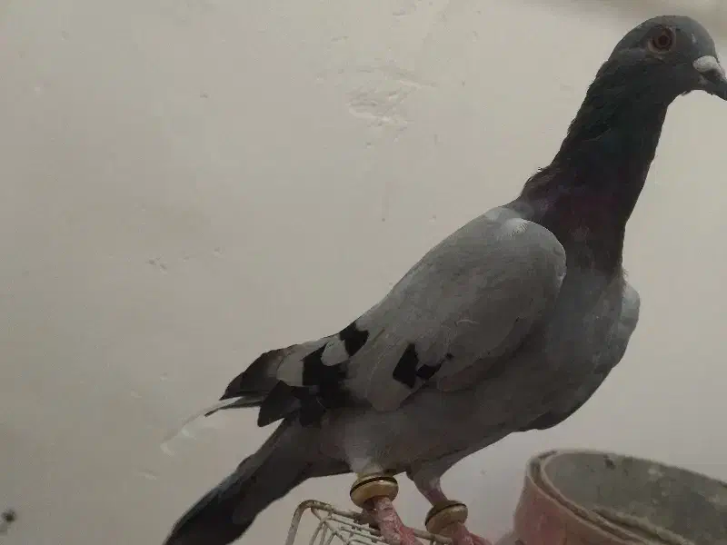 تعدادی کبوتر|پرنده|مینودشت, |دیوار