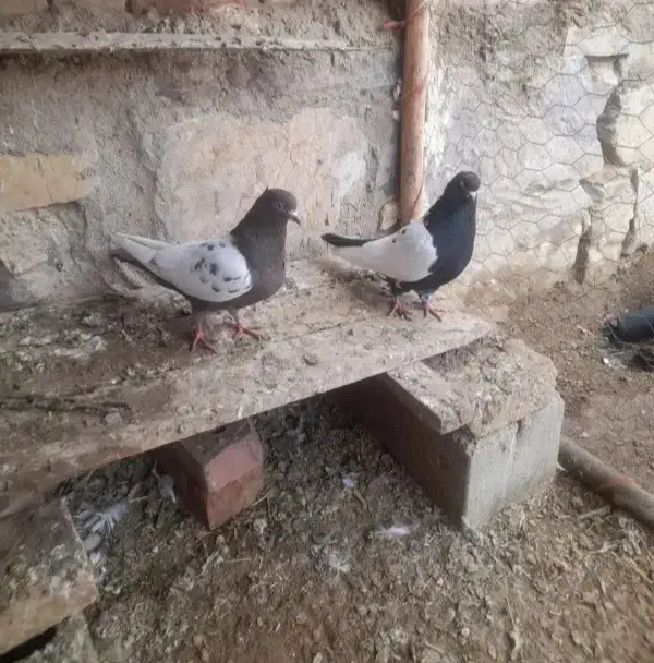 سلام عرض ادب یک جفت سینهای|پرنده|کرمان, |دیوار