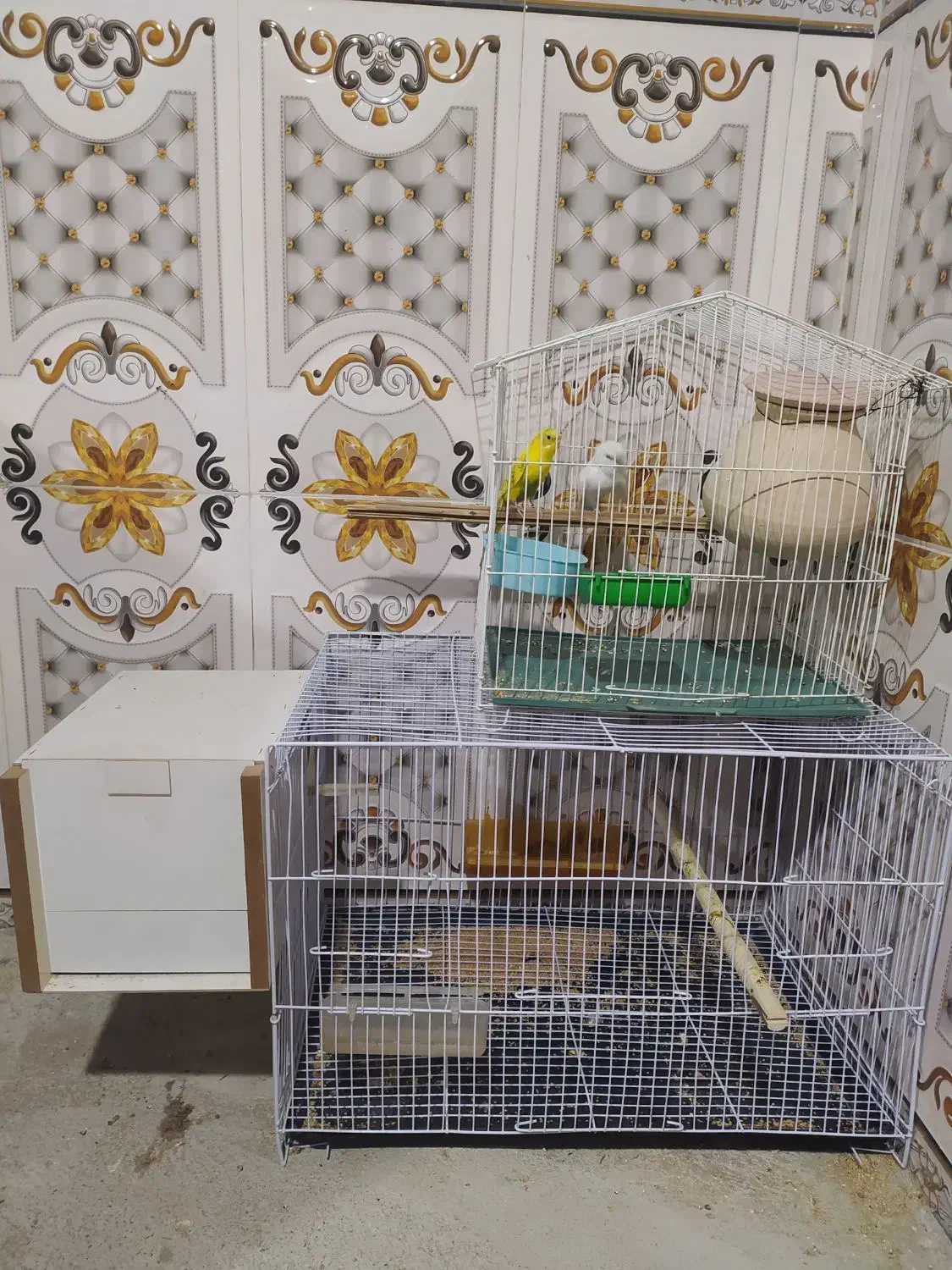 عروس مرغ عشق|پرنده|سراوان, |دیوار