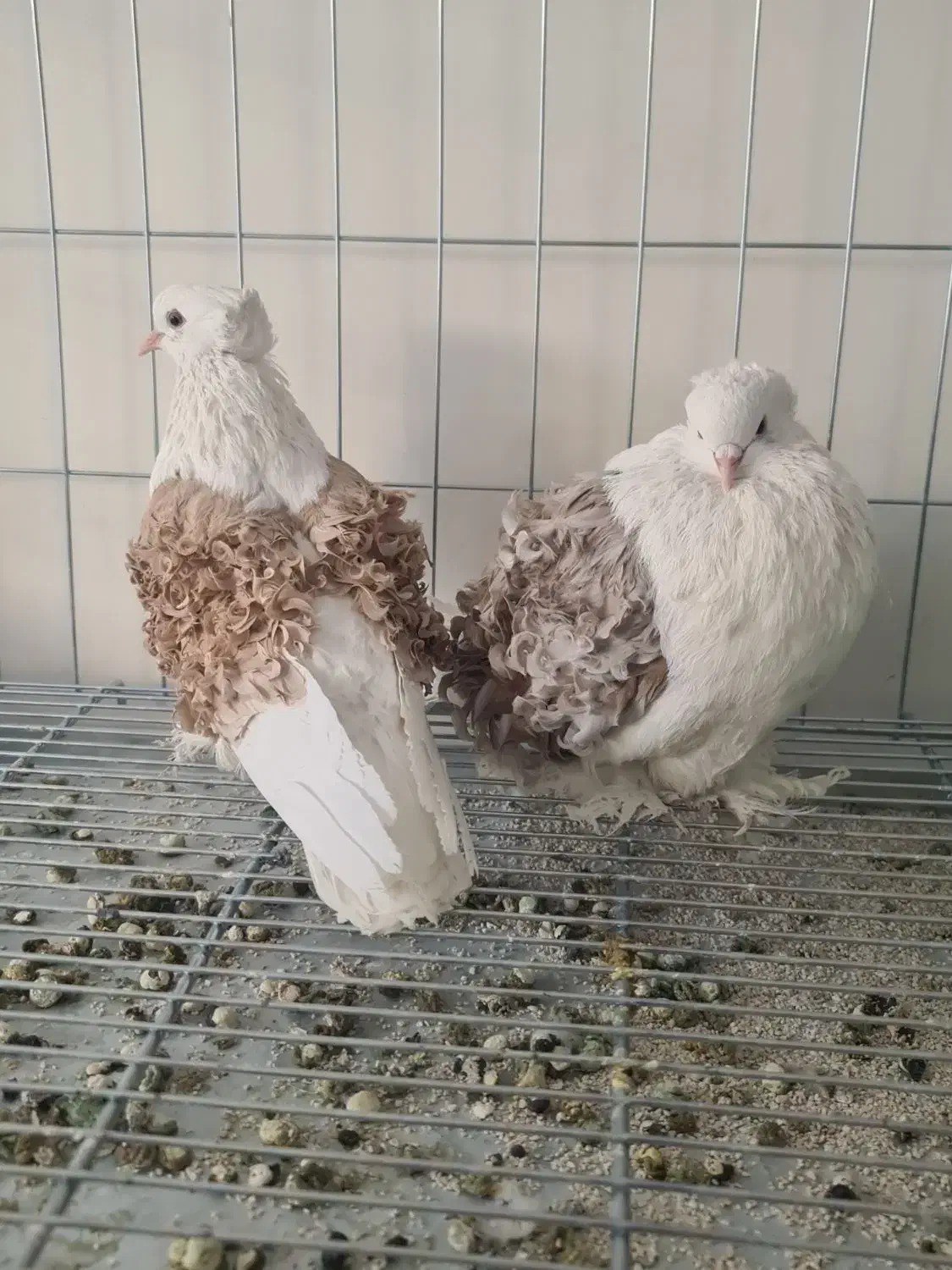 کبوتر تزئینی پشت فر جکسون با فر گوسفندی|پرنده|تهران, آرژانتین|دیوار