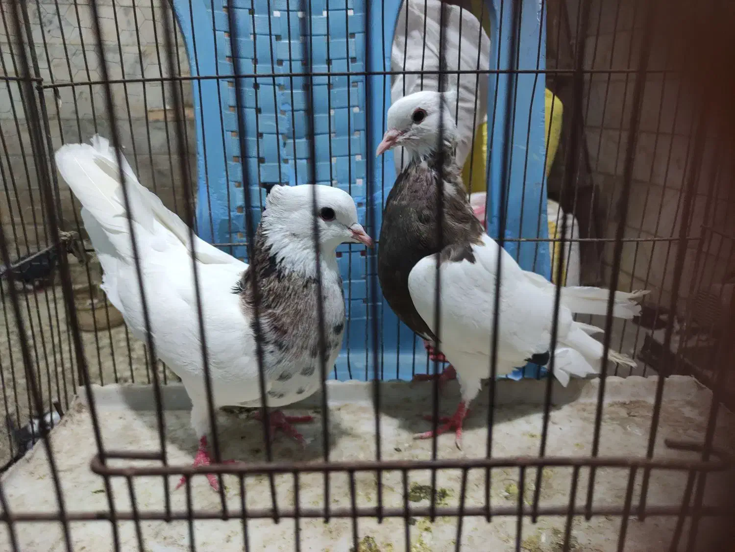 کفتر مسافتی|پرنده|گنبد کاووس, |دیوار