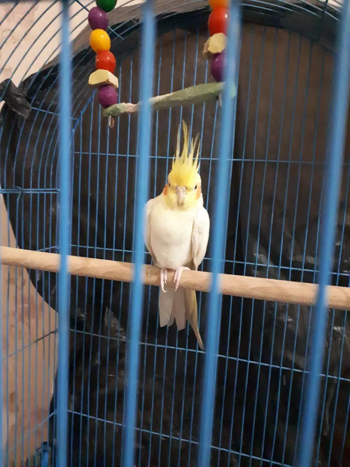 عروس هلندی نر باقفس|پرنده|بندر ماهشهر, |دیوار