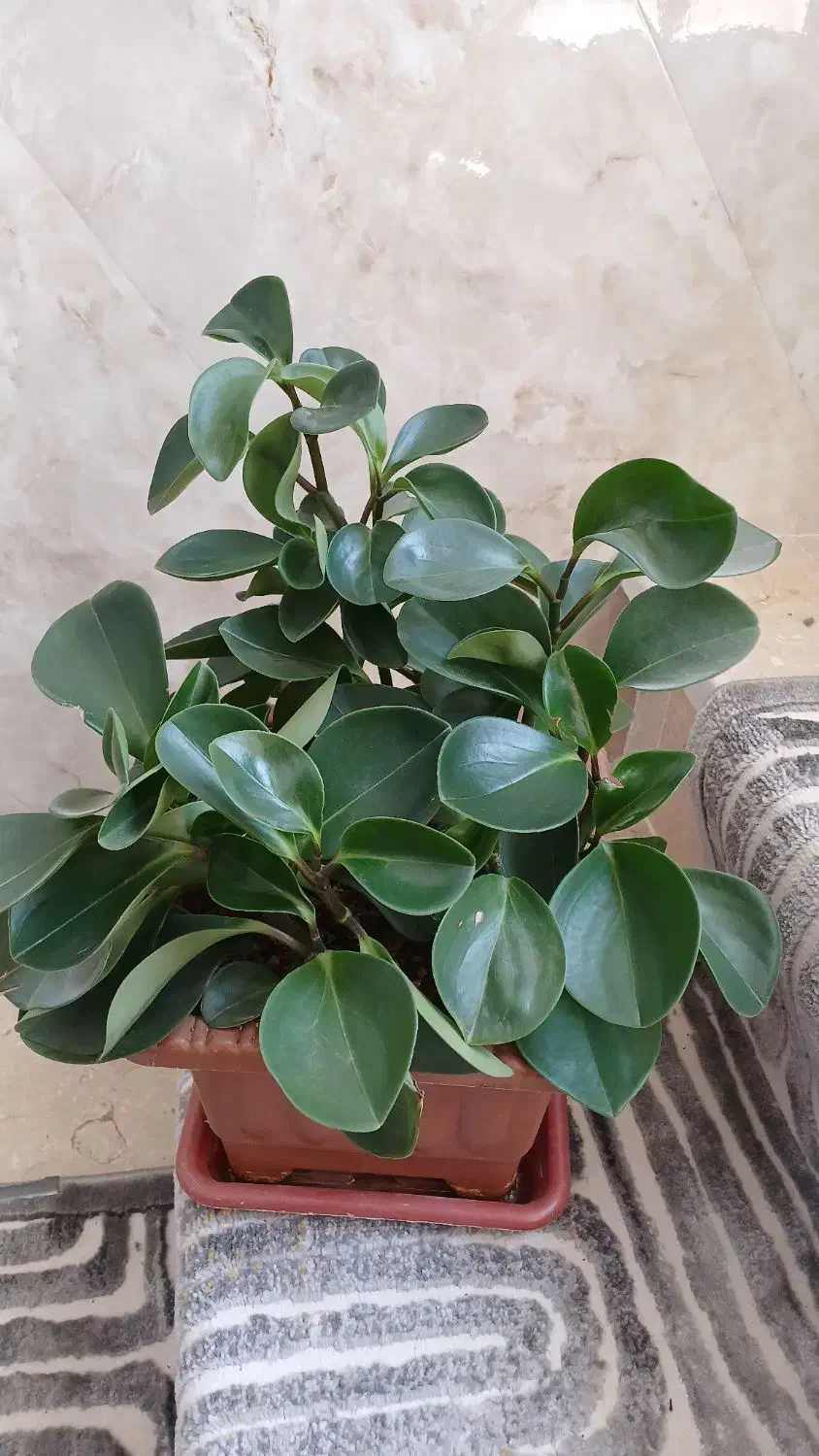 قاشقی وبرگ بیدی|گل و گیاه طبیعی|اراک, |دیوار