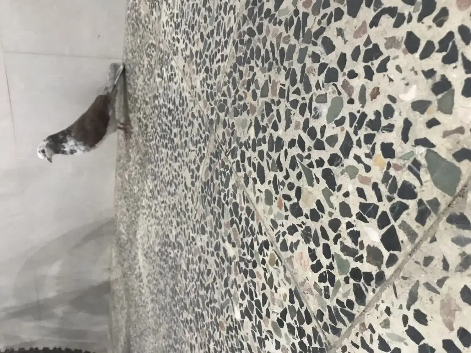 نر سو دار|پرنده|ازنا, |دیوار