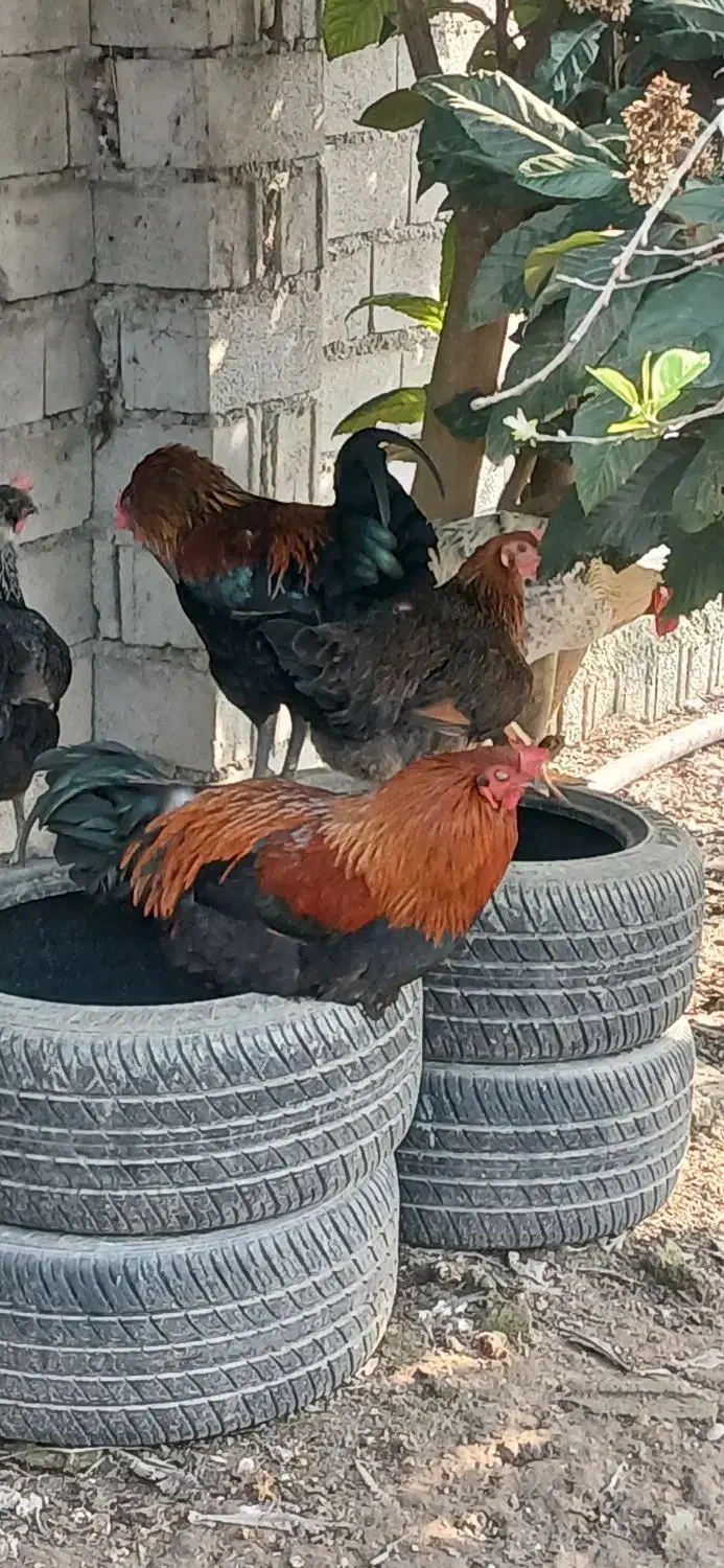 ۳ تا خروس دورگه گلین لاری|حیوانات مزرعه|زرگرشهر, |دیوار