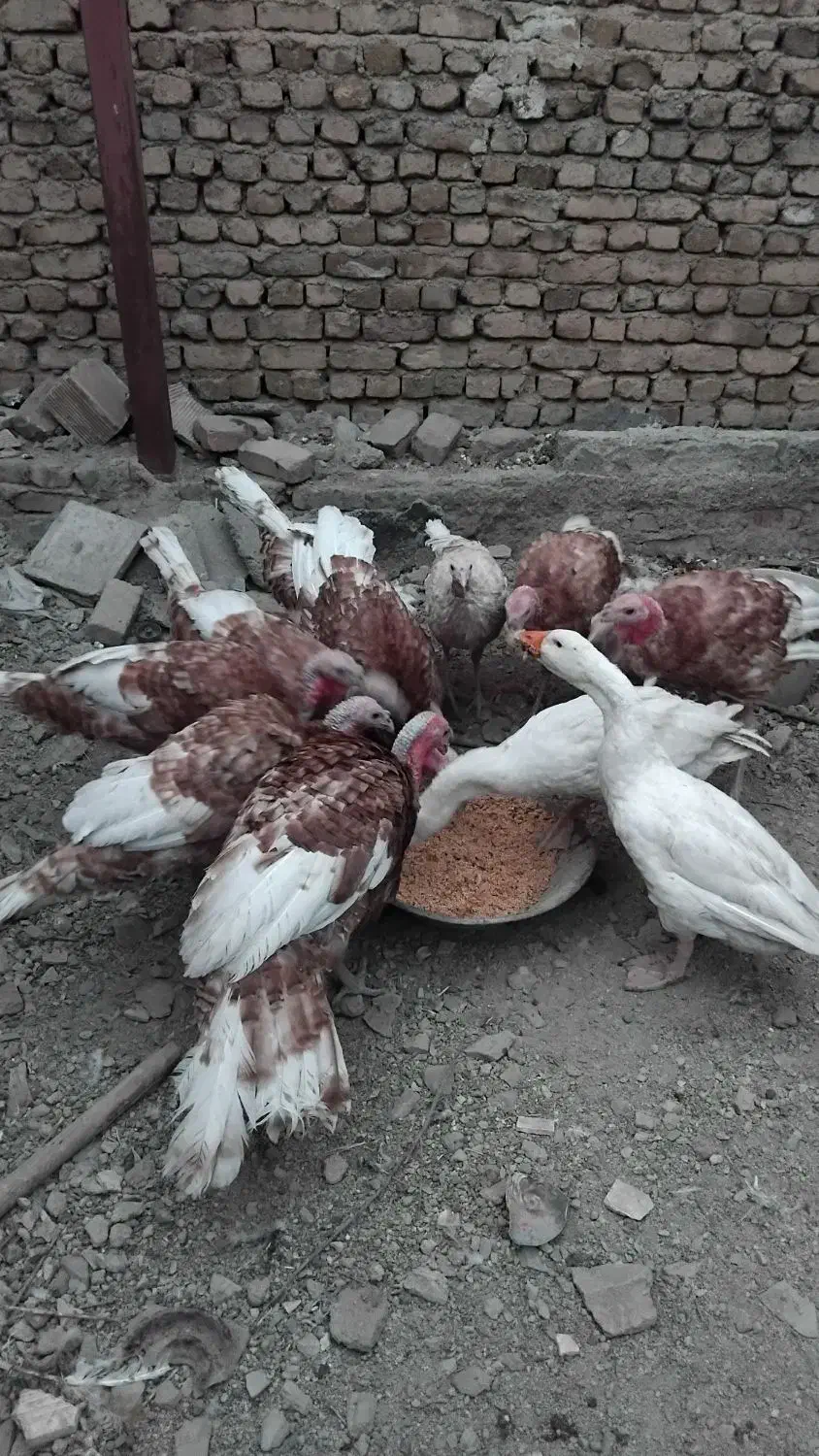 حیوانات|حیوانات مزرعه|بروجرد, |دیوار