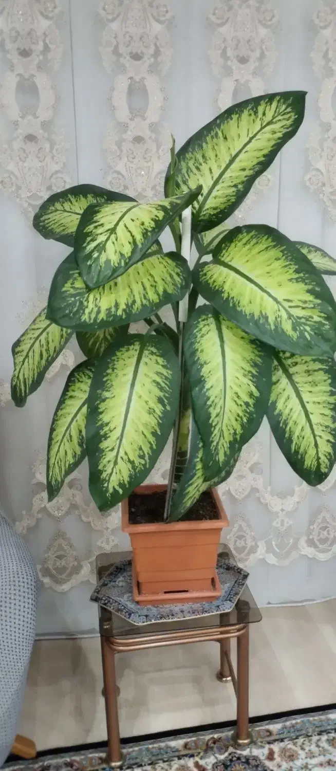 گل دیفن|گل و گیاه طبیعی|ابهر, |دیوار