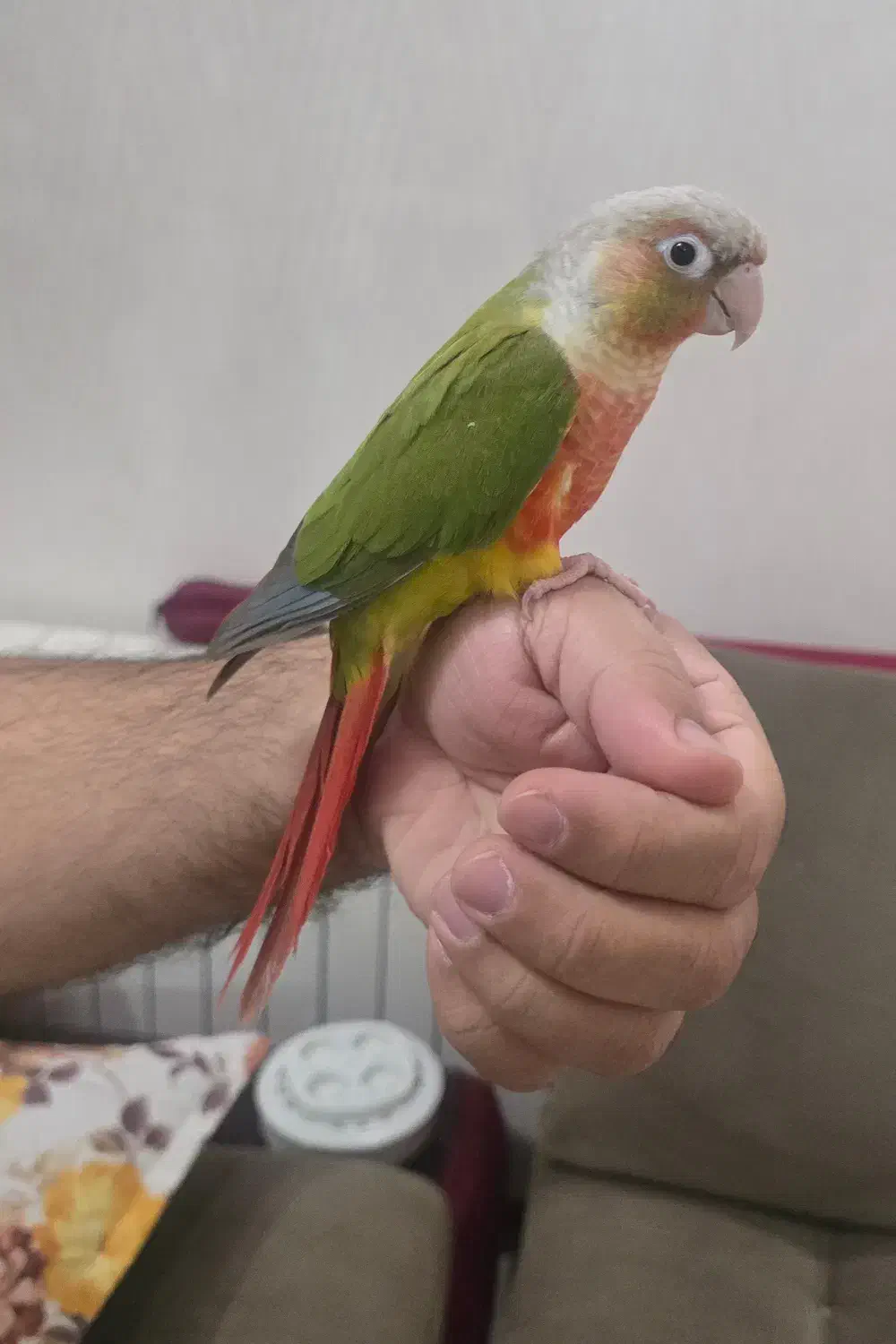 طوطی گرینجیک|پرنده|تهران, سید خندان (جلفا)|دیوار