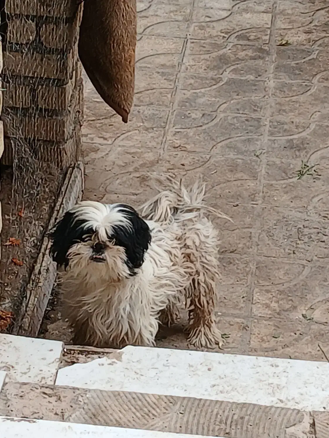 واگذاری|سگ|آباده, |دیوار