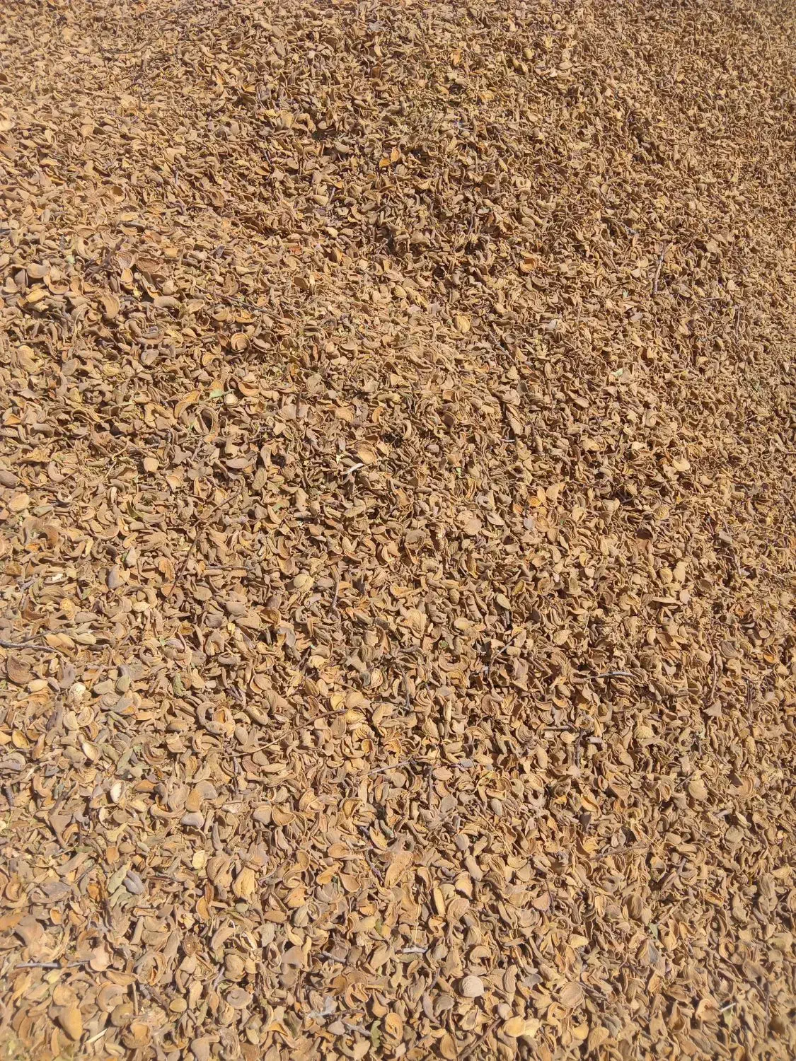 فروش استثناعی پوسته بادام. میش  بره  قوچ  بز  گله|حیوانات مزرعه|نجف‌آباد, حومه نجف آباد|دیوار