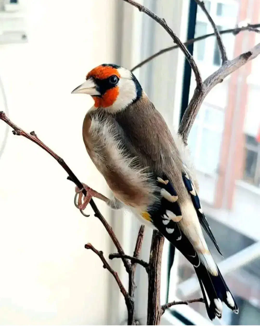 سهره|پرنده|گیان, |دیوار