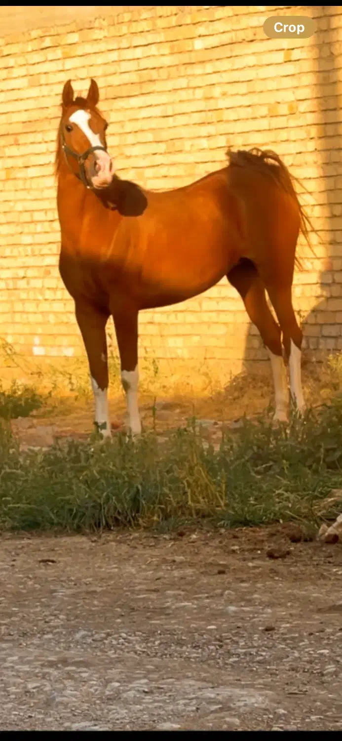 اسب|اسب و تجهیزات اسب‌سواری|کرمانشاه, |دیوار