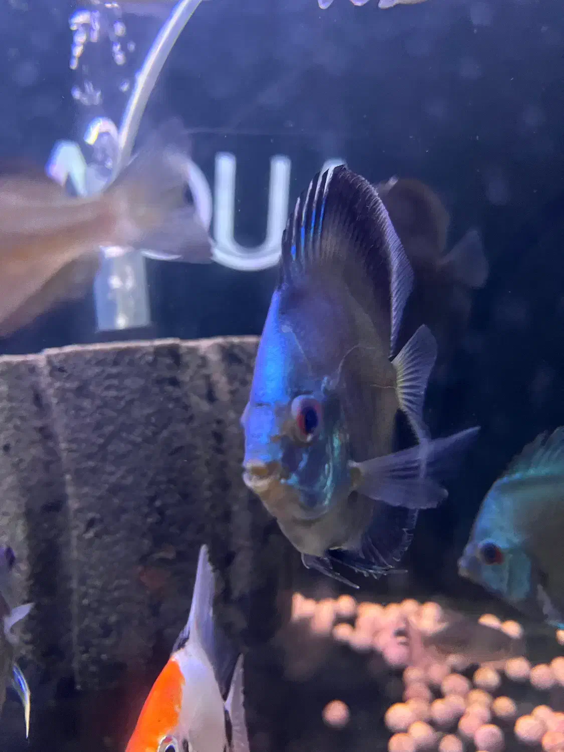 فروش ویژه دیسکس|ماهی|کرمان, |دیوار