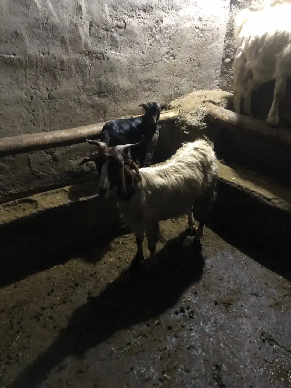 بز به همراه بزغاله|حیوانات مزرعه|ثمرین, |دیوار