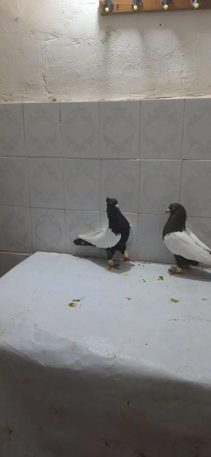 رنگی|پرنده|اهواز, اهواز|دیوار