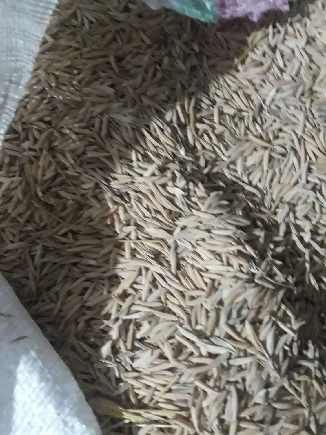 شالی فجر سوزنی|خوردنی و آشامیدنی|تاتار علیا, |دیوار