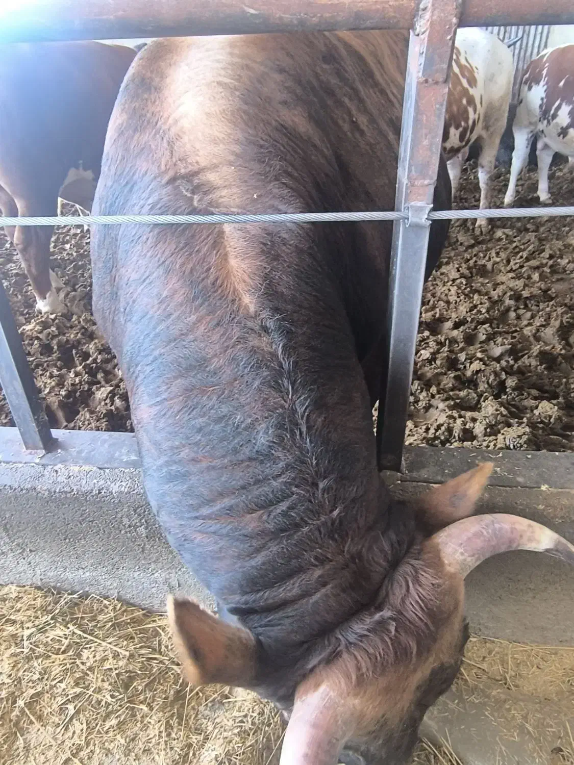 گاو|حیوانات مزرعه|پیشوا, |دیوار