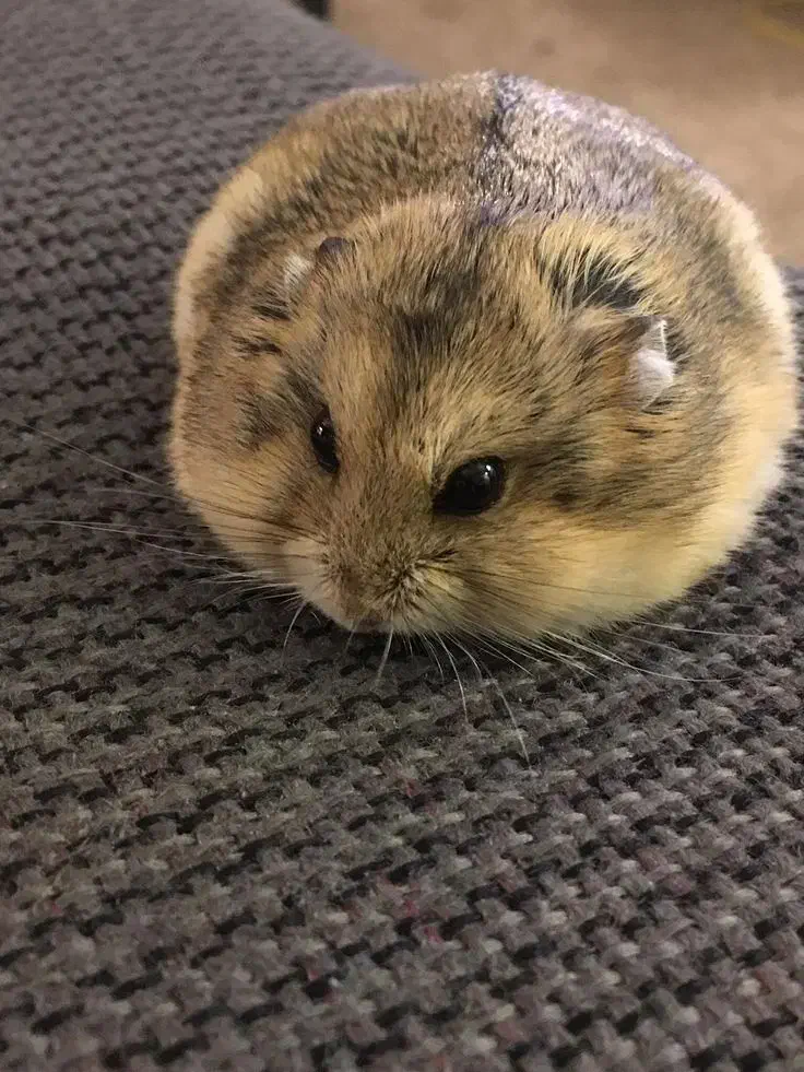 همستر کمپل|موش و خرگوش|کرج, فاز ۳ گوهردشت|دیوار