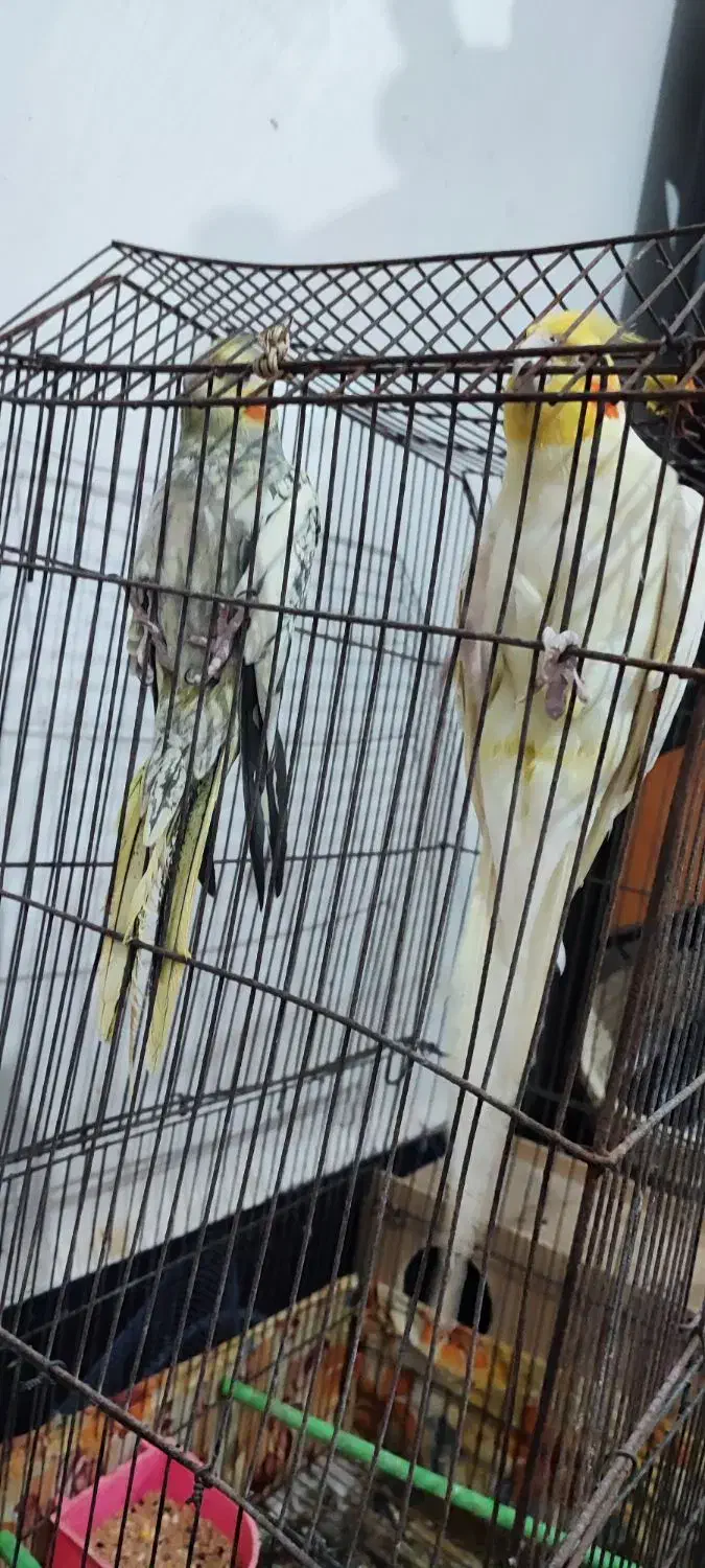 عروس پاریس|پرنده|شادگان, |دیوار